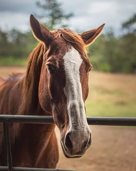 一匹棕色的马在农田里的垂直镜头 — 图库照片