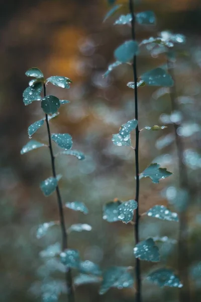 잎사귀의 아름다운 — 스톡 사진