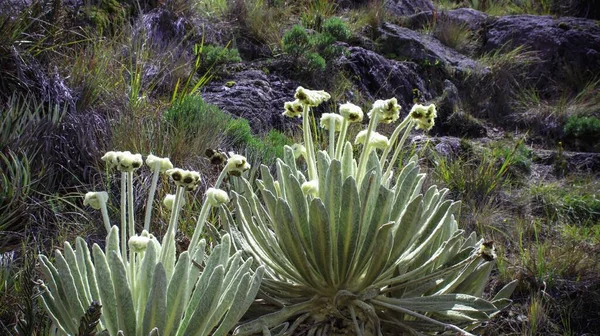 Ένα Κοντινό Πλάνο Των Όμορφων Πράσινων Φυτών Ruilopezia Βραχώδη Και — Φωτογραφία Αρχείου