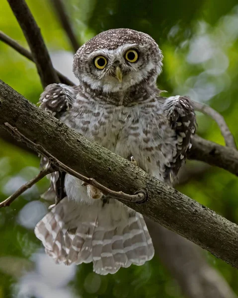 Spotted Owlet Perching Tree Branch Vertical Shot — Stock Photo, Image