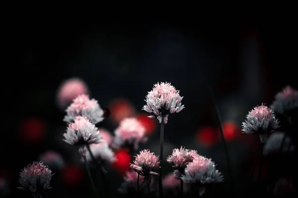 Uma Bela Flores Flor Contra Fundo Escuro Desfocado — Fotografia de Stock