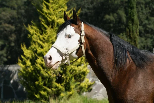 Hermoso Hijo Gunner Horse — Foto de Stock