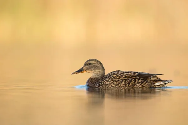 一只小鸭在湖水上游泳 — 图库照片