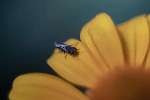 Makroaufnahme Einer Fliege Auf Einem Gelben Blumenblatt — Stockfoto