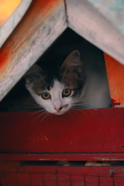 Tiro Vertical Gato Aegean Adorável Espreitando Através Casa Gato Jardim — Fotografia de Stock