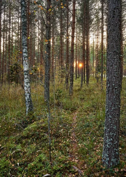 鬱蒼とした木々に囲まれた森の道 — ストック写真