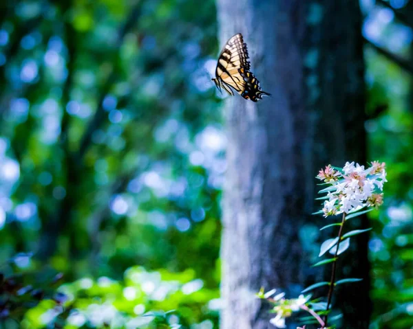 Роскошная Восточная Бабочка Тигр Летящая Красивом Зеленом Лесу Боке — стоковое фото