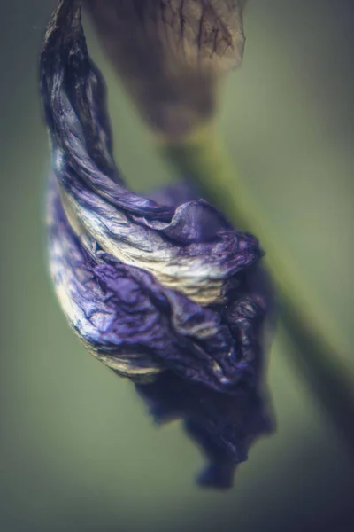 Plano Vertical Una Flor Púrpura Floreciendo Jardín — Foto de Stock