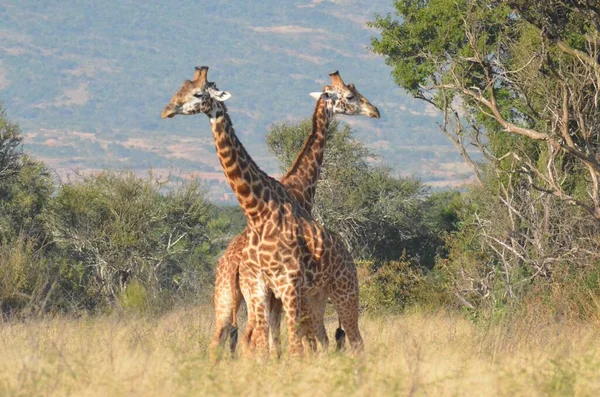 Красивый Снимок Пары Жирафов Национальном Парке Озера Мбуро Уганде — стоковое фото