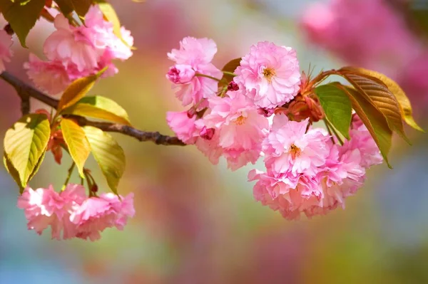 Selective Shot Pink Cherry Blossoms Branch — Stock Photo, Image