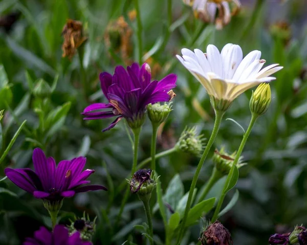 A closeup of purple and white cape marguerites in a cottage garden in Topsham, UK.