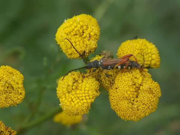 一朵盛开的黄花上的小红帽虫的宏观照片 — 图库照片