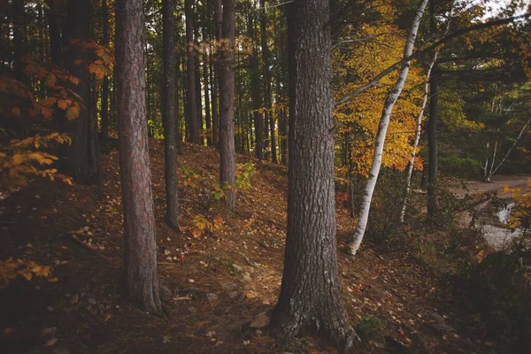 Низькокутний Знімок Прекрасного Лісу Онтаріо Канада — стокове фото