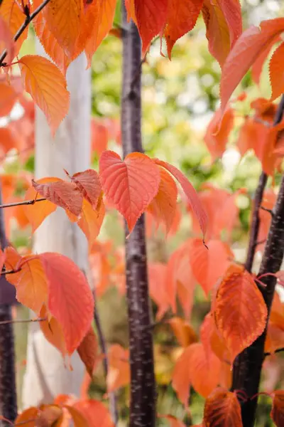 Ein Schöner Vertikaler Herbstlicher Hintergrund Aus Roten Blättern — Stockfoto