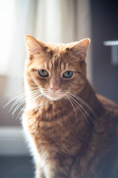 Portrait Cute Fluffy Ginger Striped Cat Sitting Sunlight Looking Camera — Stock Photo, Image