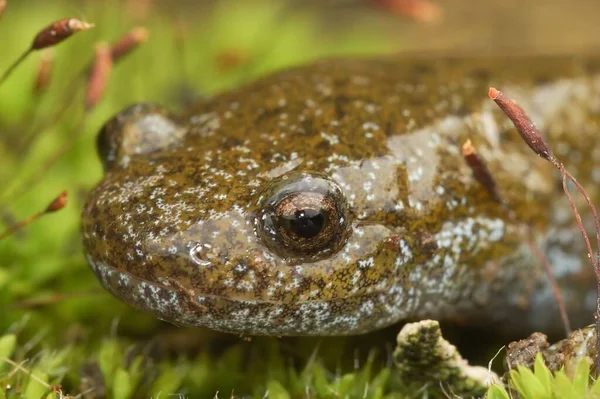 Gros Plan Une Salamandre Oita Sur Herbe Verte — Photo