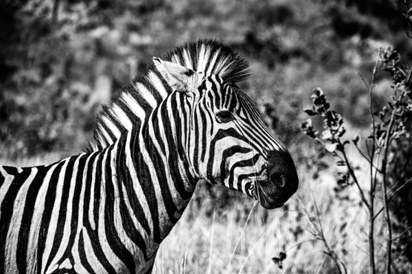 Graustufenaufnahme Eines Zebras Seinem Natürlichen Lebensraum — Stockfoto