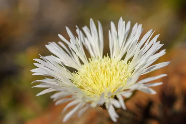 Μια Μακρο Φωτογραφία Ενός Λουλουδιού Ανθρακωρύχου Στην Έρημο Ατακάμα — Φωτογραφία Αρχείου