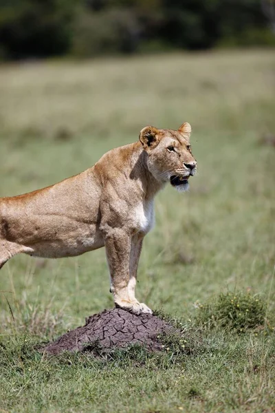 Une Lionne Debout Sur Petit Mont Termite Dans Masai Mara — Photo