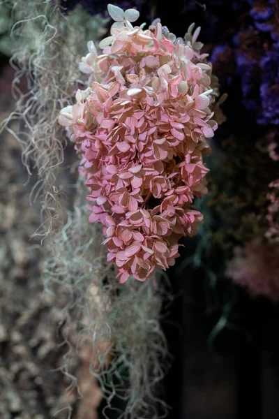 Μια Ρηχή Εστίαση Των Λουλουδιών Panicle Ορτανσία Στον Κήπο — Φωτογραφία Αρχείου