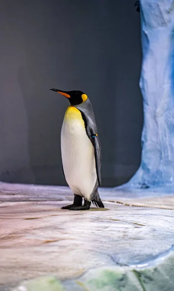 Ein Süßer Pinguin Auf Dem Vereisten Park Des Zoos — Stockfoto