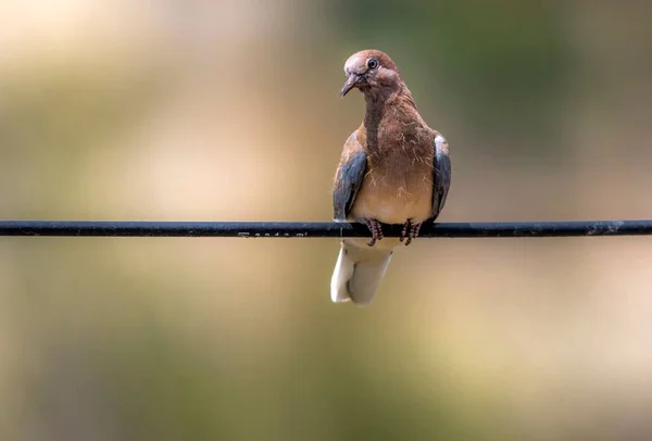 在朦胧的背景下 一只可爱的笑鸽栖息在铁丝网上的浅浅的焦点镜头 — 图库照片