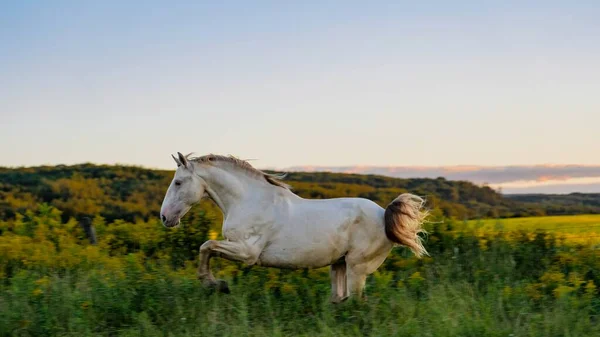 在夕阳西下 一匹白马在一片黄花地里奔跑的美丽照片 长时间曝光 — 图库照片