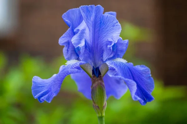 Bahçedeki Mavi Tatlı Bir Iris Çiçeğinin Yakın Çekimi — Stok fotoğraf