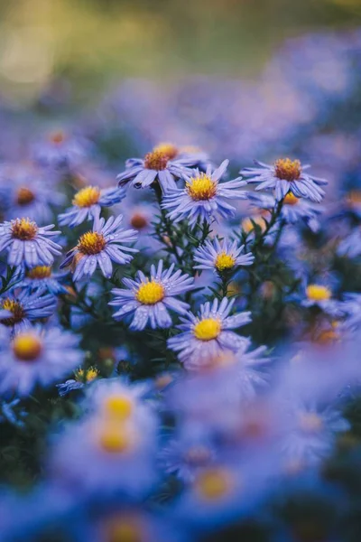 Ett Selektivt Fokus Lila Tusensköna Blommor Ett Fält — Stockfoto