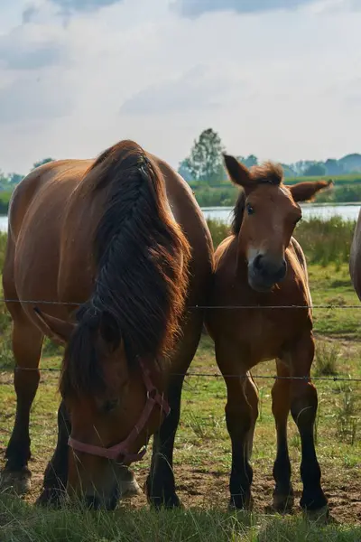 一群美丽的马在河岸上吃草的垂直镜头 — 图库照片