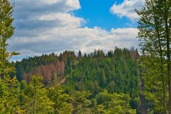 晴れた日には青い曇天に対するテューリンゲンの森の緑の木 — ストック写真