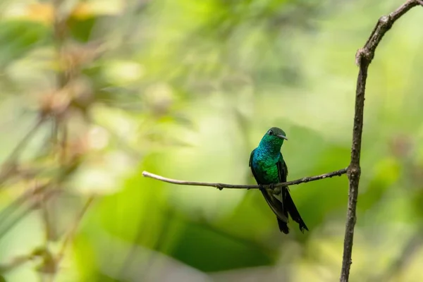 Tiro Foco Seletivo Beija Flor Coberto Índigo Empoleirado Galho Árvore — Fotografia de Stock