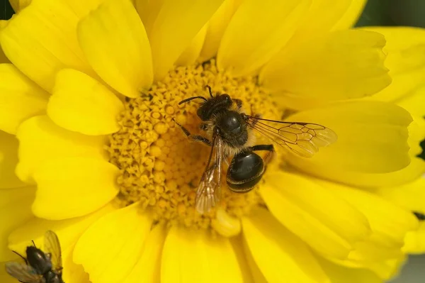 Eine Nahaufnahme Einer Pantaloon Biene Auf Einer Gelben Butterblume — Stockfoto