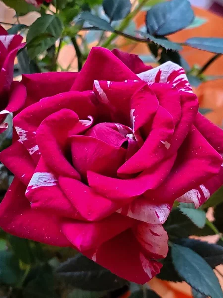 Крупный План Розовой Розы Красивыми Лепестками — стоковое фото