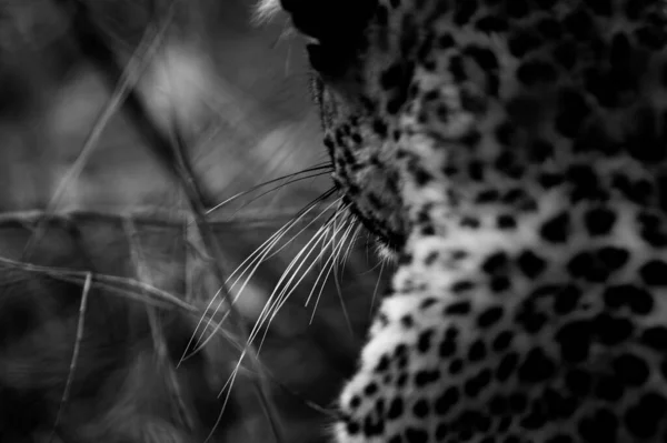 Uma Escala Cinza Close Uma Silhueta Leopardo Sri Lanka Voltou — Fotografia de Stock