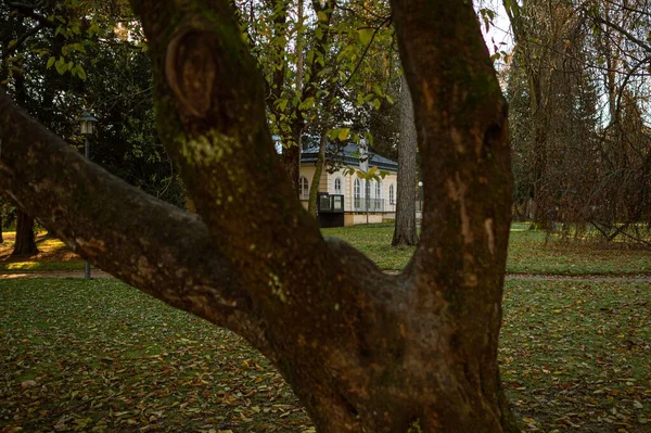 Зеленый Ствол Дерева Заднем Плане Дома — стоковое фото
