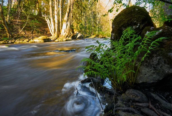 Una Hermosa Toma Río Rocoso Bosque — Foto de Stock