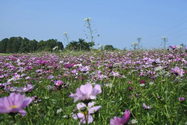 Beautiful Shot Green Field Filled Flowers — Stock Photo, Image