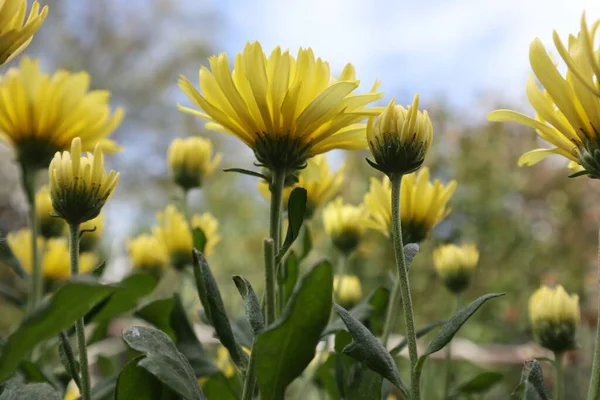 Close Flores Amarelas Aster — Fotografia de Stock