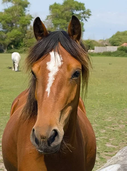 晴れた日に緑の草原に茶色の馬の垂直肖像画 — ストック写真