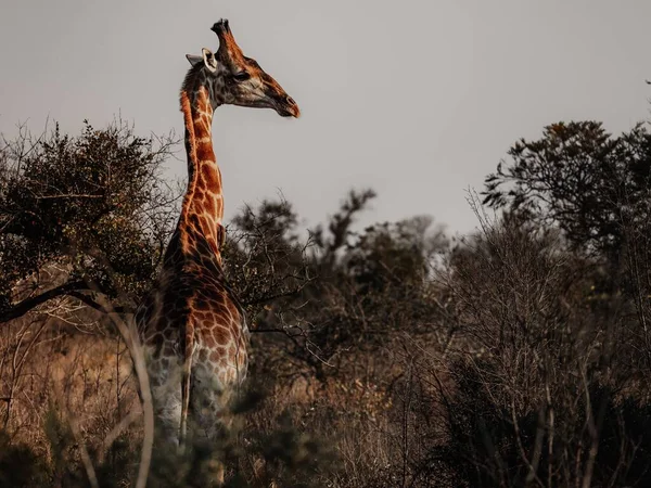 Een Giraffe Safari Bij Zonsondergang — Stockfoto