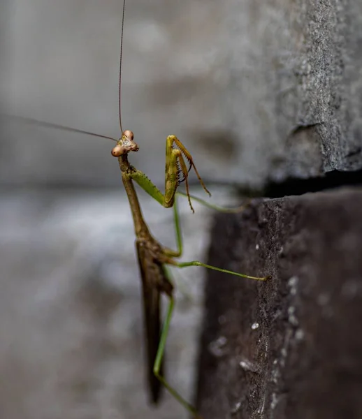一只正在祈祷的螳螂依附在一块背景模糊的石砖上 — 图库照片