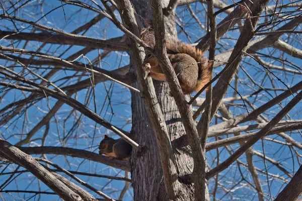Jedzące Wiewiórki Lisa Sciurus Niger Gałęziach Drzew — Zdjęcie stockowe