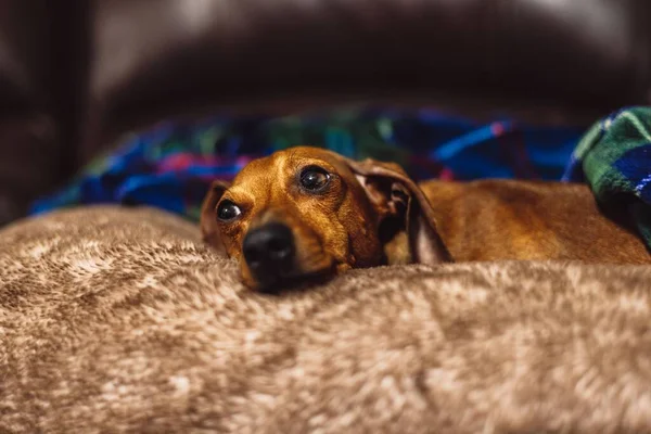 Cute Dachshund Dog Lying Soft Fur Surface Home Blue Background — Stock Photo, Image