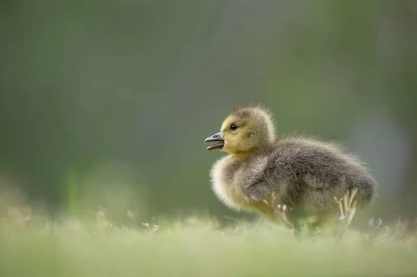 Een Kleine Schattige Canada Gosling Groen Gras Met Een Gladde — Stockfoto