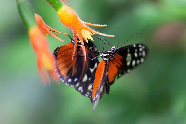 Nahaufnahme Einer Cethosia Biblis Roter Spitzen Flügel Auf Einer Blume — Stockfoto