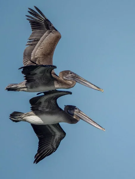 Два Пелікани Какао Летять Над Узбережжям Блакитне Небо — стокове фото
