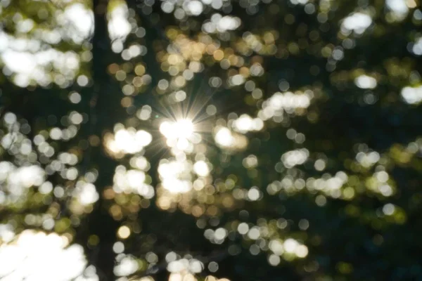 公園で夏の日に緑豊かな葉を持つ緑の木を通過する日光線 — ストック写真