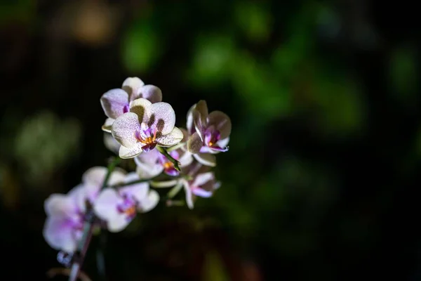 Eine Mottenorchideenblüte Mit Verschwommenem Hintergrund Park — Stockfoto