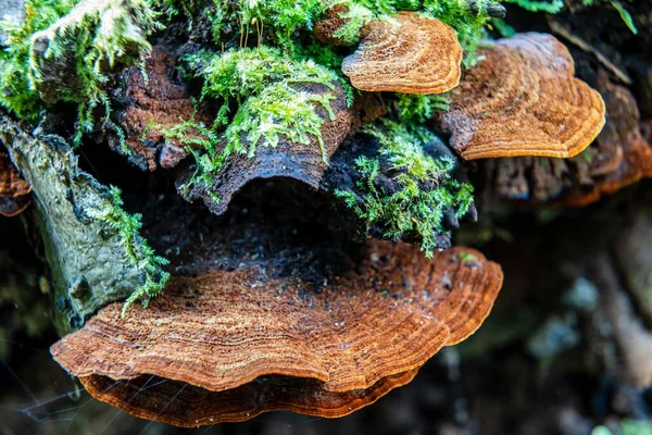 真菌に覆われた苔むした樹皮の詳細のクローズアップショット — ストック写真